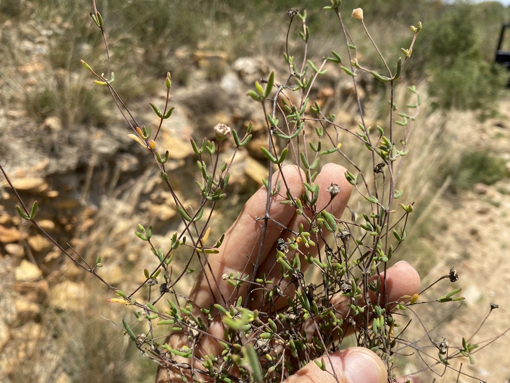 Drosanthemum gracillimum from Garden Route District Municipality, South ...