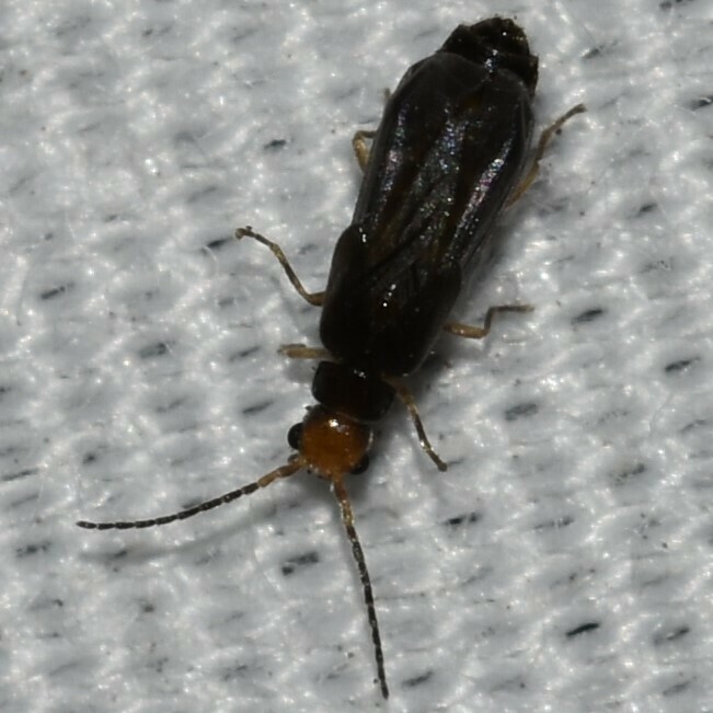 Soldier beetle