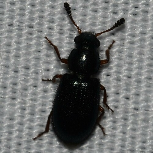 Necrobia rufipes observed 2024-01-02