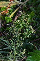 Erigeron floribundus