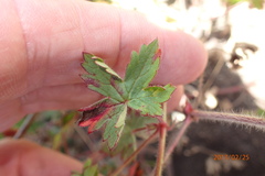 Geranium pulchrum