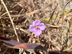 Osbeckia chinensis, photograph (c) Toby Y, some rights reserved (CC BY)