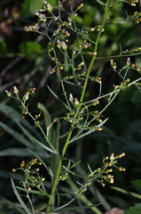 Erigeron floribundus