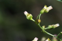 Erigeron floribundus