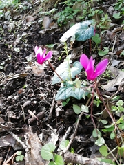 Cyclamen repandum