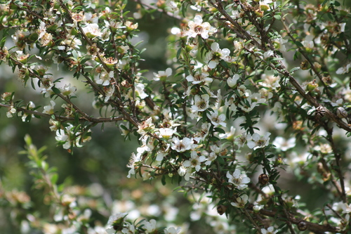 Foto de Manuka