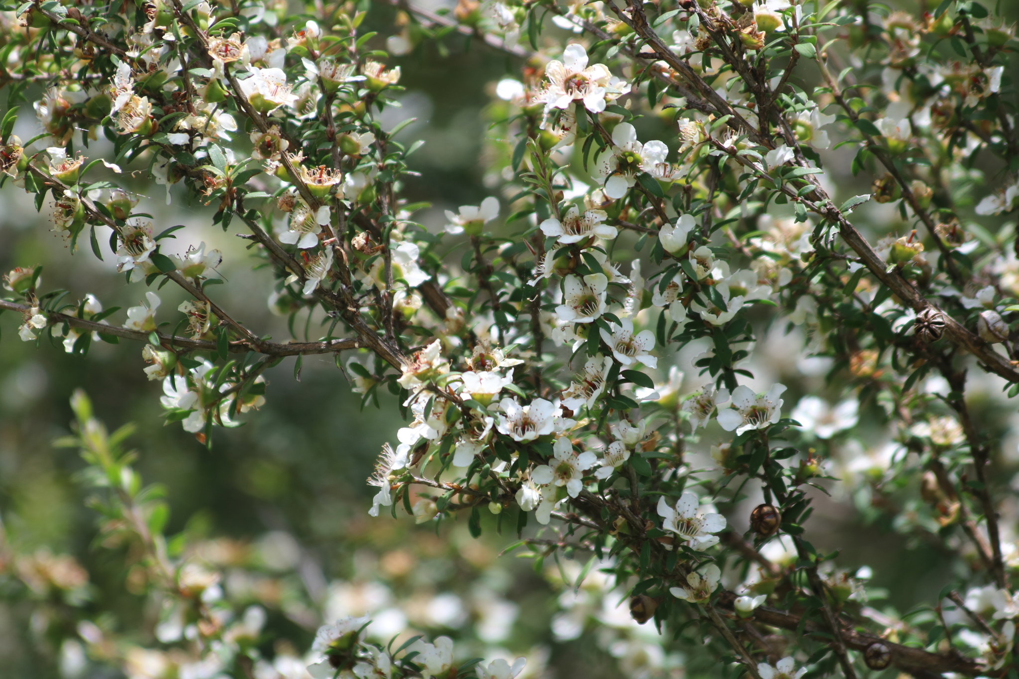Imagem de Manuka