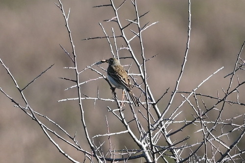 Pipit de Richard