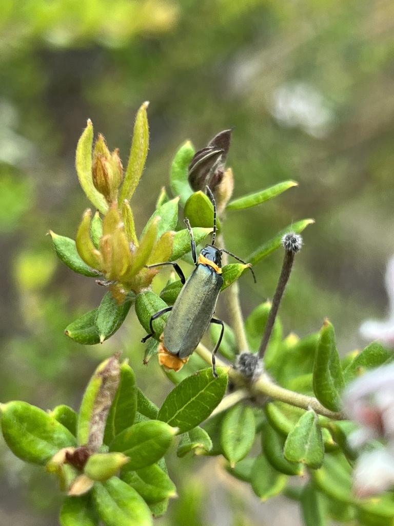 Plague Soldier Beetle from Tallawung Pl, Kenthurst, NSW, AU on December