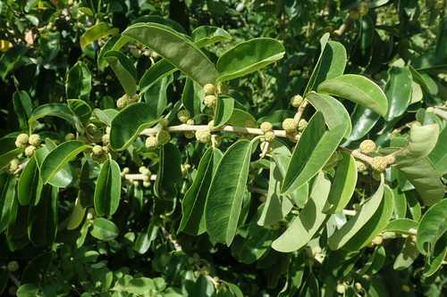 Image of Maclura africana by no rights reserved
