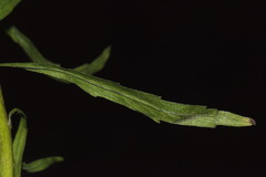 Erigeron floribundus