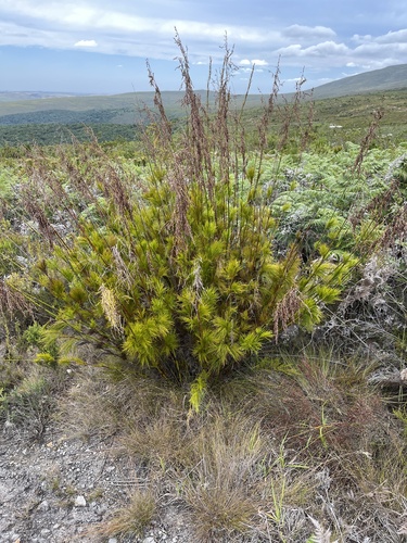 Rhodocoma foliosa, photograph 1