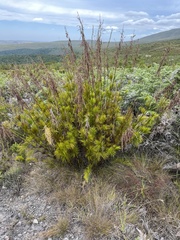 Rhodocoma foliosa