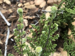 Cheilanthes hirta hirta