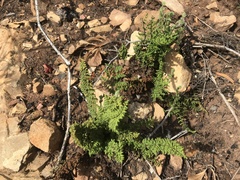 Cheilanthes hirta hirta