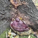 Ganoderma resinaceum (Ganoderma resinaceum)