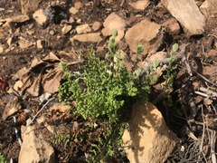 Cheilanthes hirta hirta