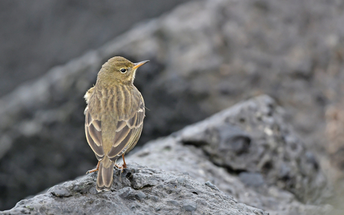 Rock Pipit, IJmuiden, Netherlands, photo 6 of 10