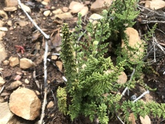 Cheilanthes hirta hirta