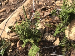 Cheilanthes hirta hirta