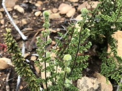 Cheilanthes hirta hirta