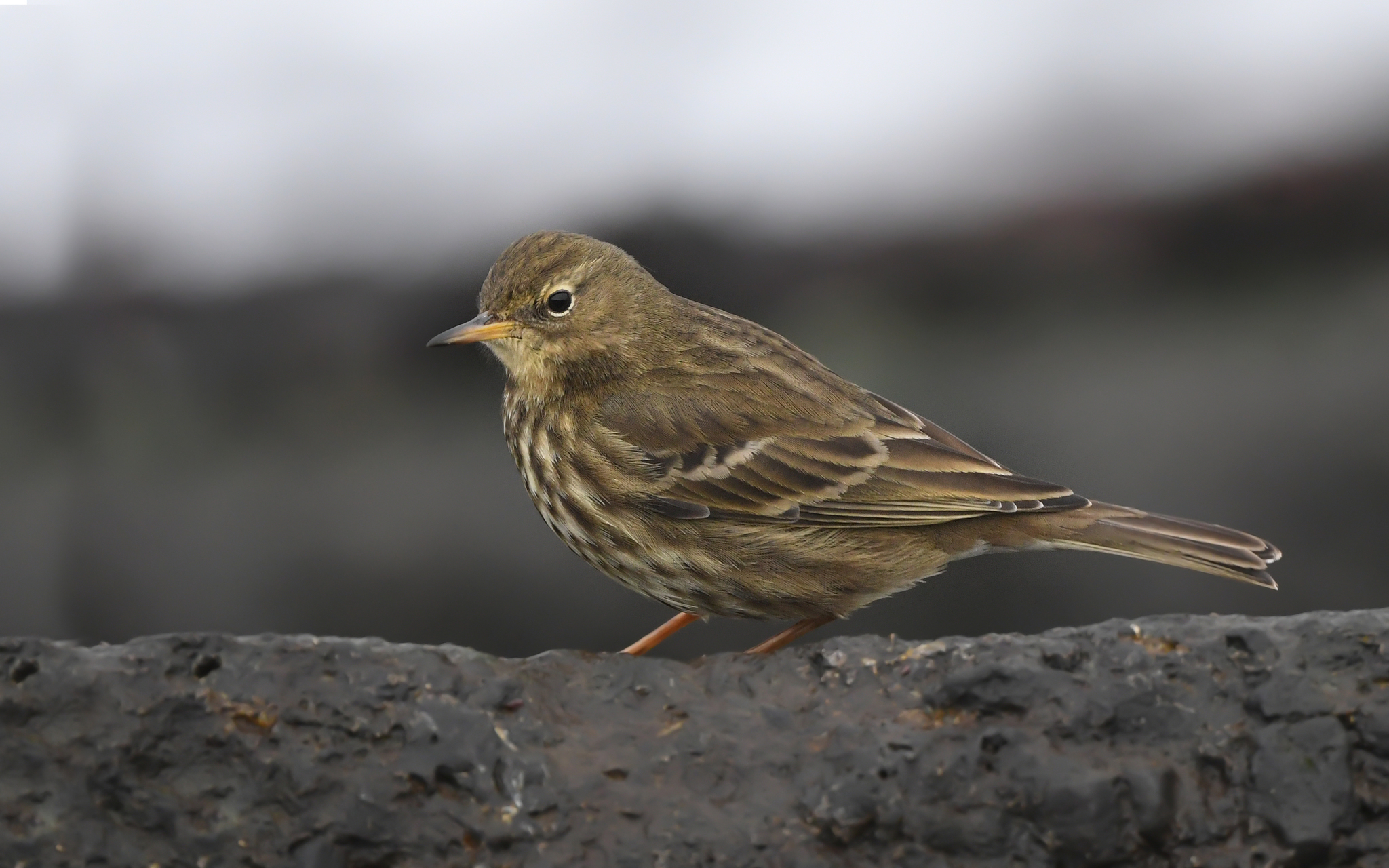 Rock Pipit (Anthus petrosus)