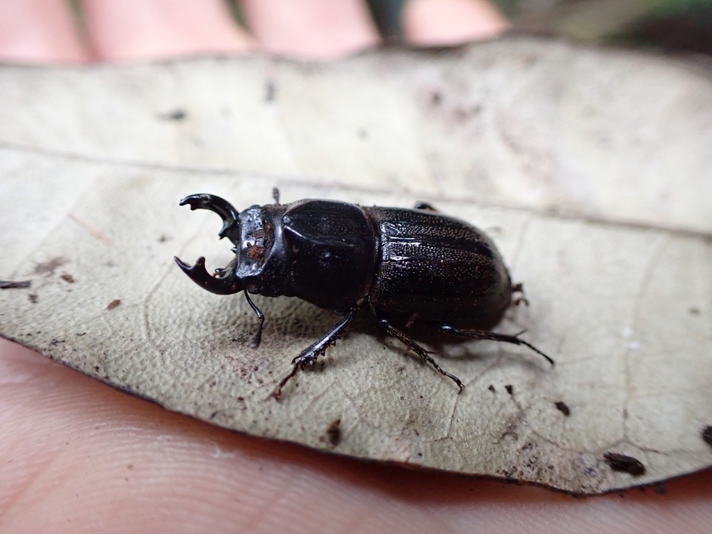 Mount Mangana Stag Beetle