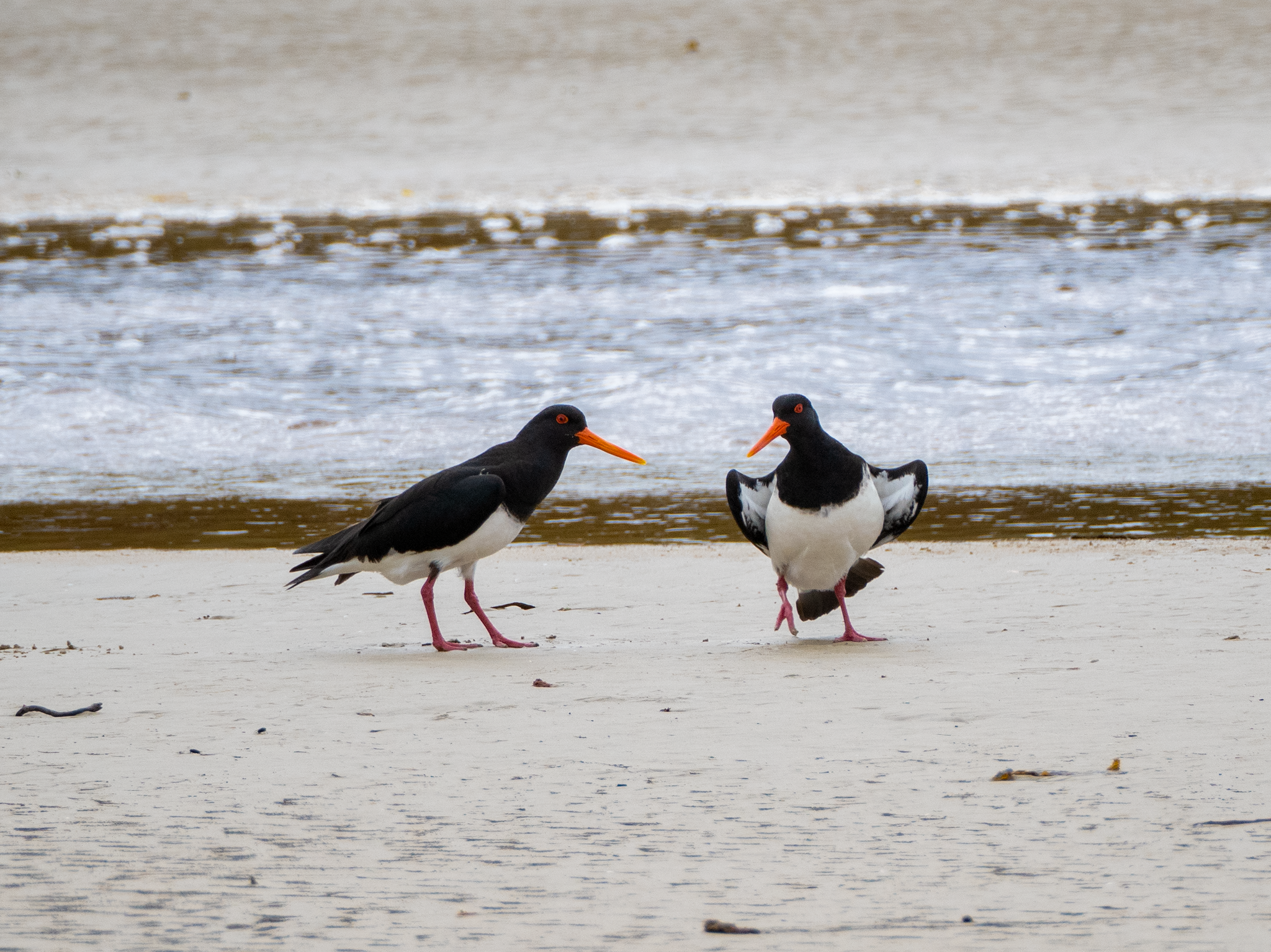 Chatham Islands Oystercatcher illustration