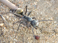 Camponotus suffusus