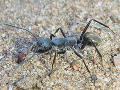 Camponotus suffusus