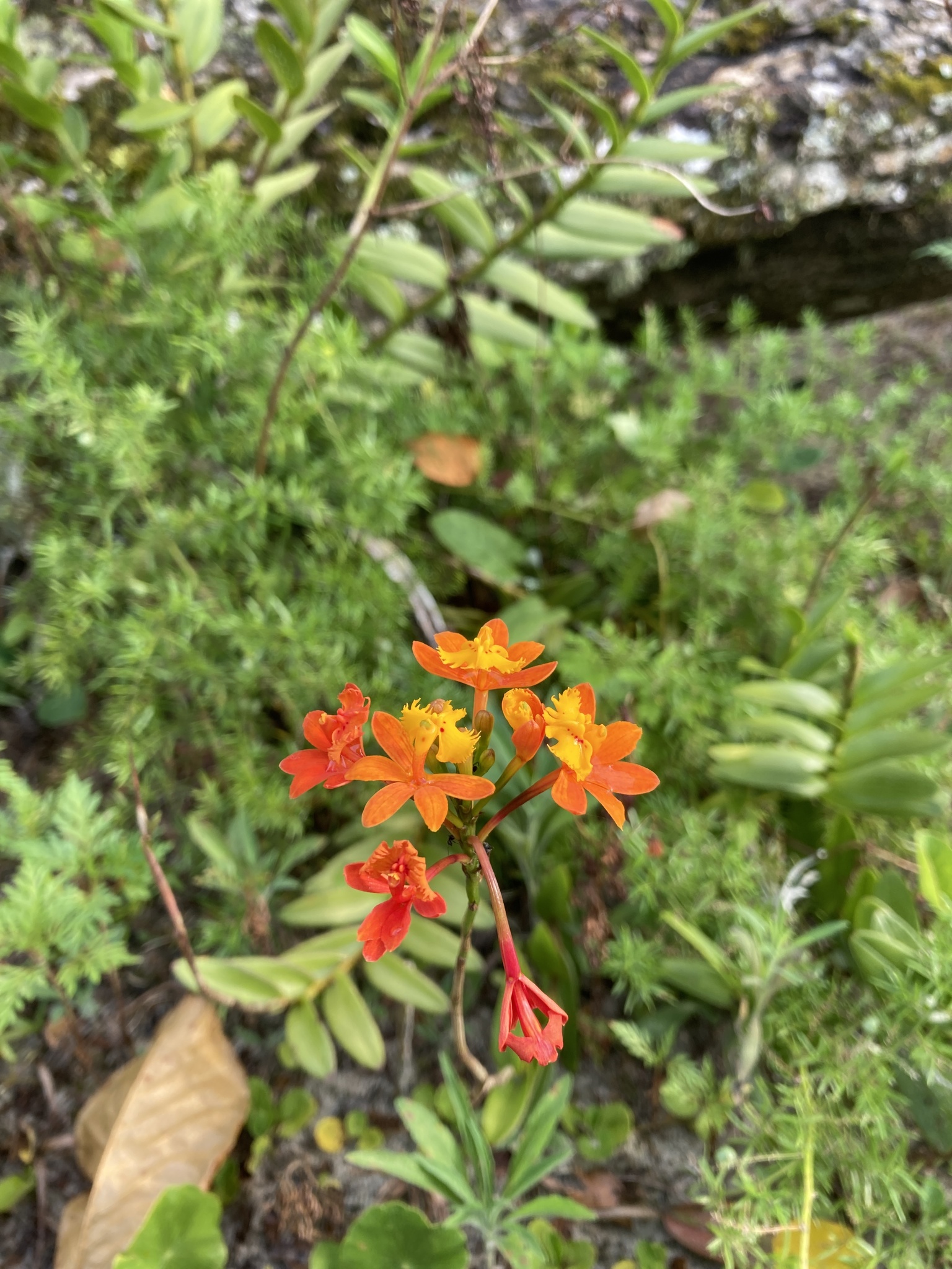 Imagem de Orquídea