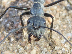 Camponotus suffusus