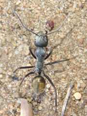Camponotus suffusus