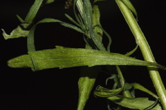 Erigeron floribundus