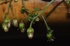 Erigeron floribundus