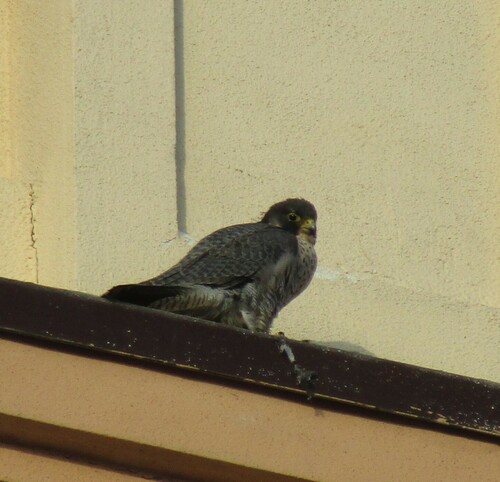 Halcón peregrino (Falco peregrinus)