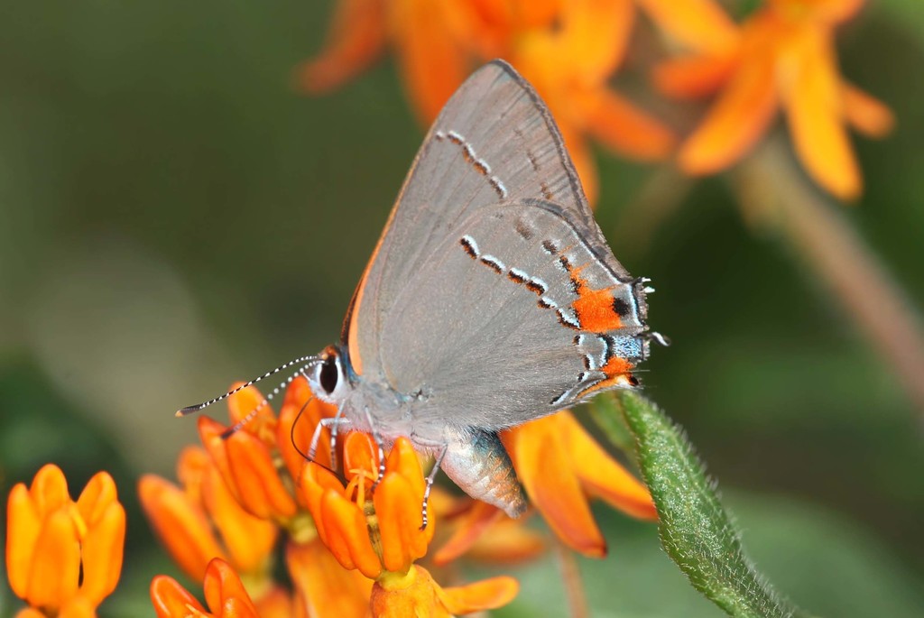 Gray Hairstreak Butterflies Of North Texas · Inaturalist