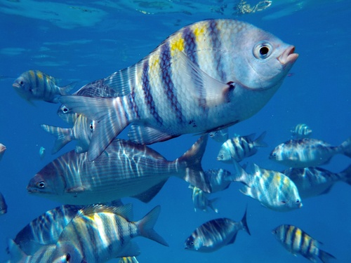 Atlantic Sergeant Major