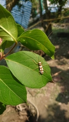 Olenecamptus formosanus