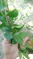Olenecamptus formosanus