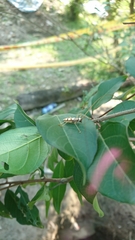 Olenecamptus formosanus