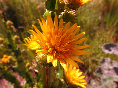 Berkheya echinacea