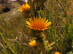 Berkheya echinacea