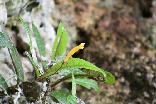 Gesneria glandulosa