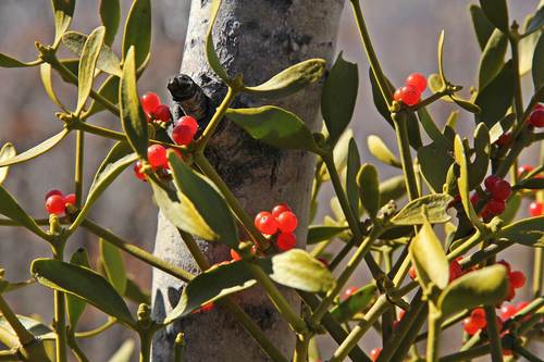 Viscum coloratum