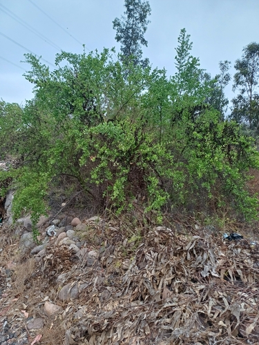 Image of Molle (Schinus polygama) by (c) Álvaro Parra Valdivia, some rights reserved (CC BY)