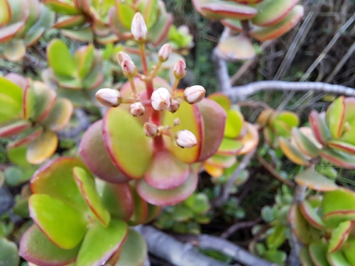 Planta-jade
