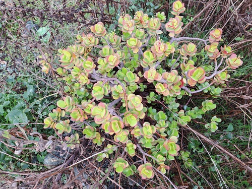 Foto de Planta-jade