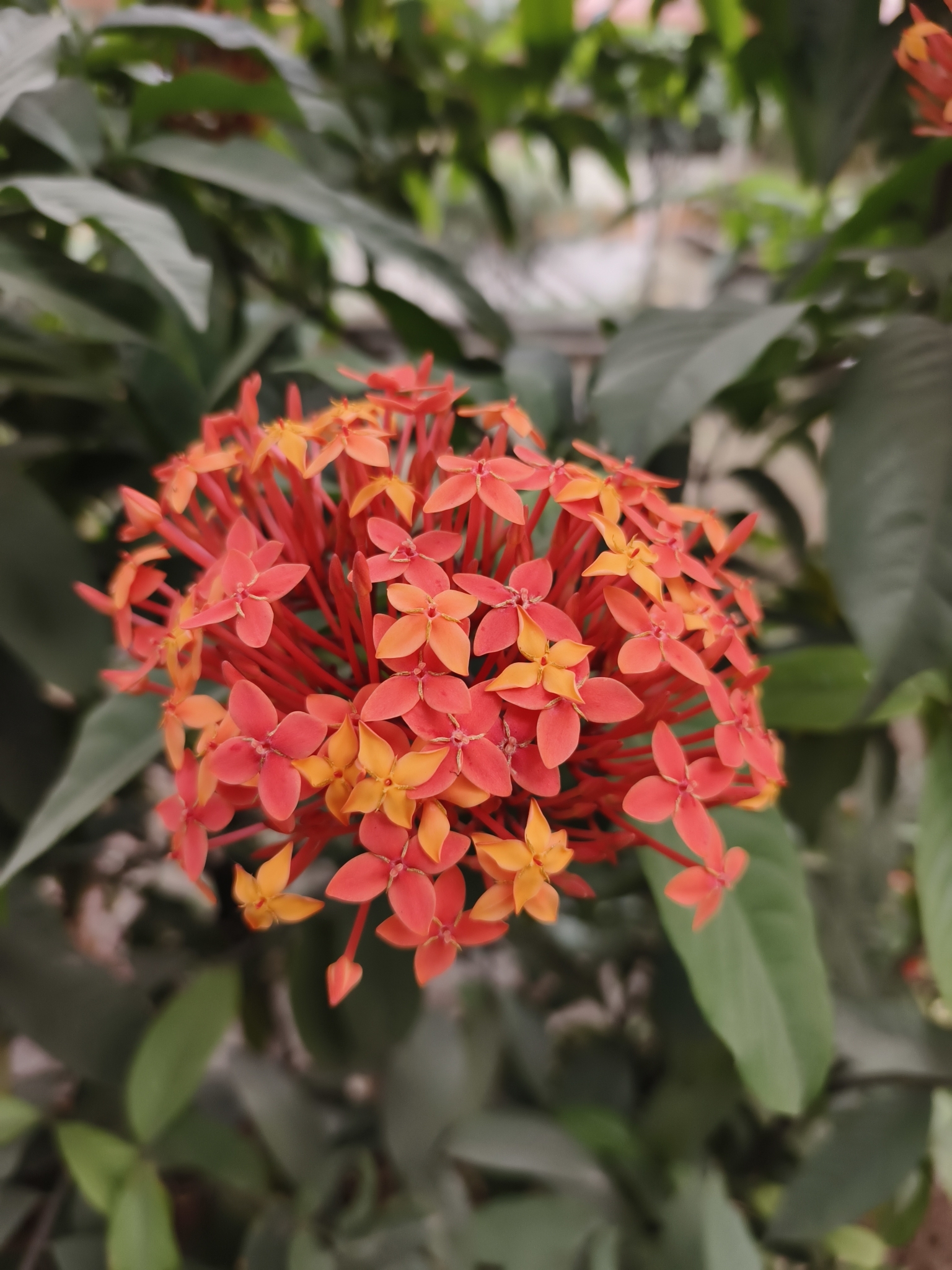 Imagem de Ixora