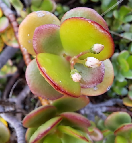 Foto de Planta-jade
